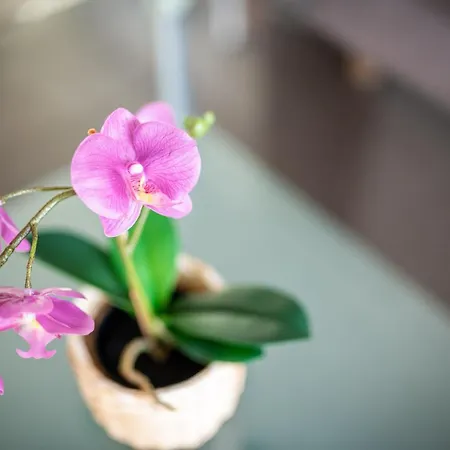 Elinas Mountain Views 3*