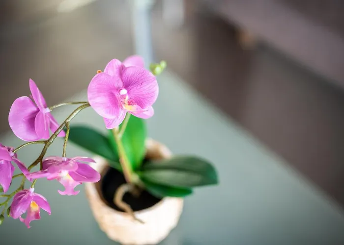 Elinas Mountain Views 3*